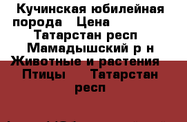 Кучинская юбилейная порода › Цена ­ 150-500 - Татарстан респ., Мамадышский р-н Животные и растения » Птицы   . Татарстан респ.